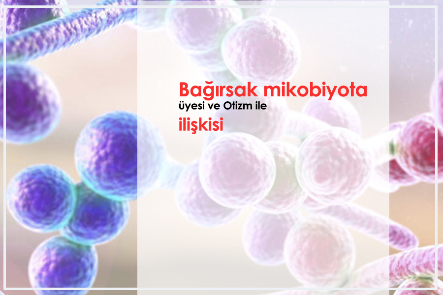 Bağırsak mikobiyota üyesi ve Otizm ile ilişkisi